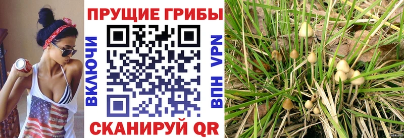 Купить закладки Южноуральск Галлюциногенные грибы прущие грибы